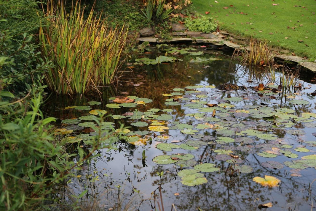 Preparing the pond for winter