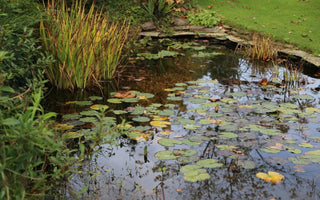 Preparing the pond for winter