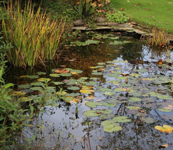 Preparing the pond for winter