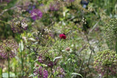 Light height; the magic ingredient in a planting scheme