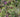 Light height; the magic ingredient in a planting scheme