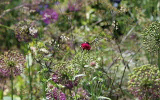 Light height; the magic ingredient in a planting scheme
