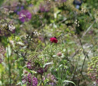 Light height; the magic ingredient in a planting scheme