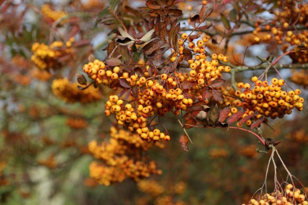 Autumn jewels – precious berry-bearing shrubs and trees