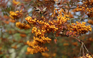 Autumn jewels – precious berry-bearing shrubs and trees