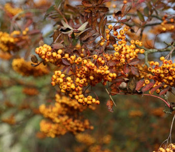 Autumn jewels – precious berry-bearing shrubs and trees