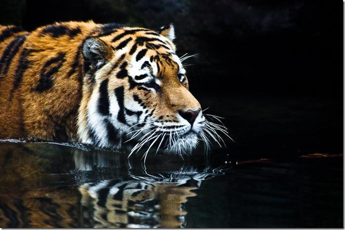 Zoo Photography: Top Tips For Great Images