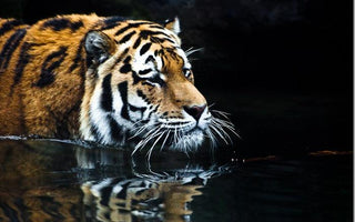 Zoo Photography: Top Tips For Great Images