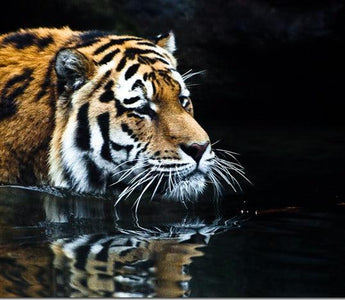 Zoo Photography: Top Tips For Great Images