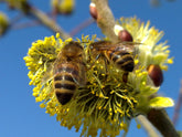 Three Things We Must Do - To Save The Bees, Ourselves And The Planet