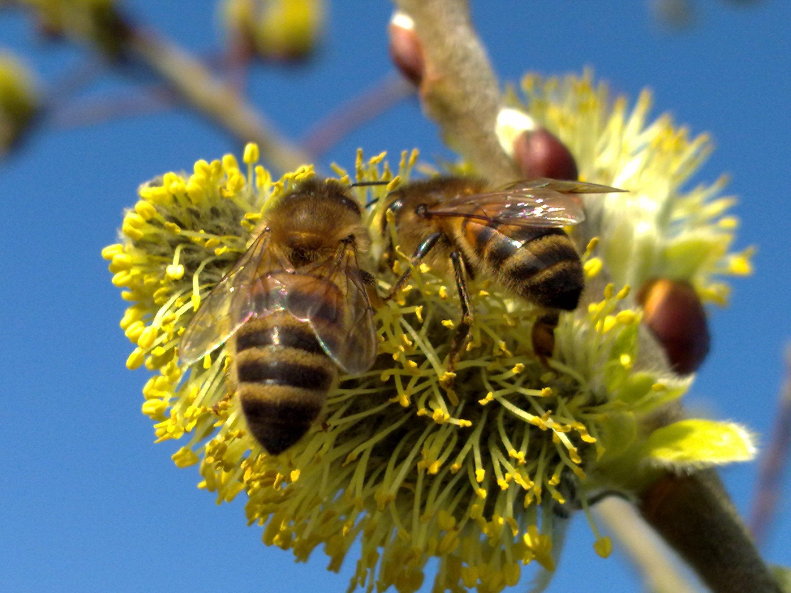 Three Things We Must Do - To Save The Bees, Ourselves And The Planet