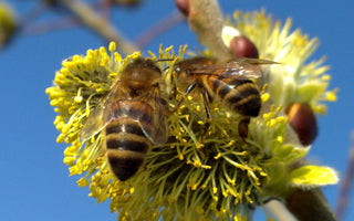 Three Things We Must Do - To Save The Bees, Ourselves And The Planet