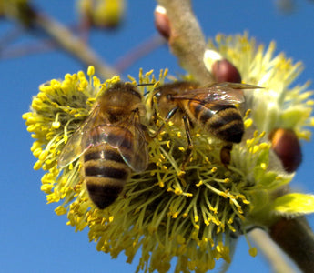 Three Things We Must Do - To Save The Bees, Ourselves And The Planet