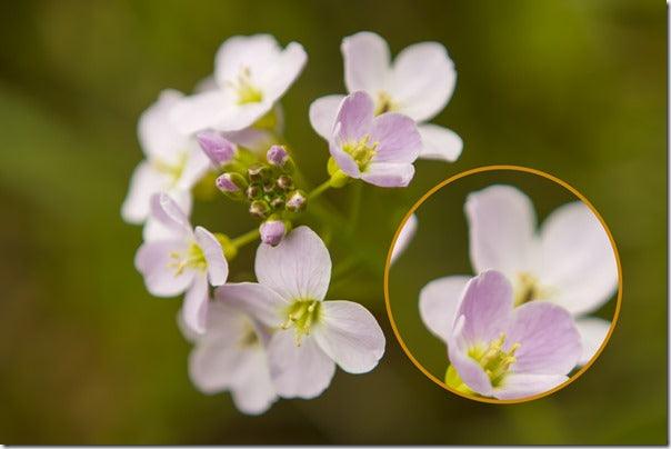 4 Reasons Every Photographer Needs a Prime Lens