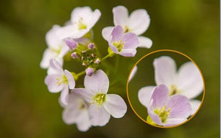 4 Reasons Every Photographer Needs a Prime Lens