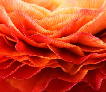 Interview With Master Photographer Clive Nichols