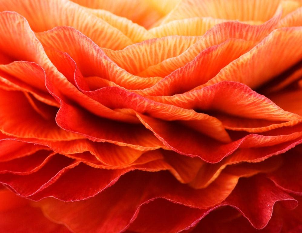 Interview With Master Photographer Clive Nichols