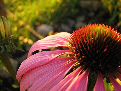 Online Gardening Courses Start this Weekend