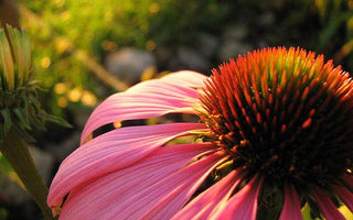 Online Gardening Courses Start this Weekend