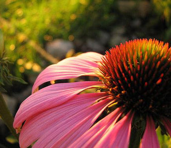 Online Gardening Courses Start this Weekend