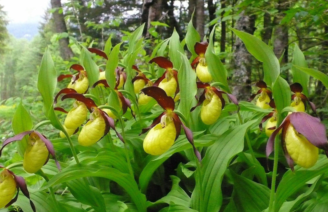 Hardy Exotic Orchids