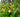 Hardy Exotic Orchids
