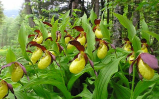Hardy Exotic Orchids