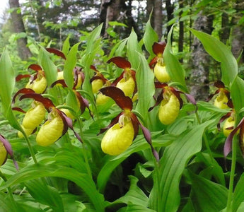 Hardy Exotic Orchids