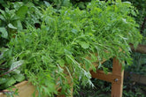 How to Grow Bush Runner Beans and Climbing French Beans