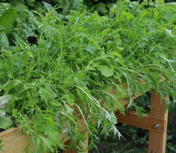 How to Grow Bush Runner Beans and Climbing French Beans