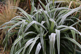 Winter In The Garden: Repairing The Damage