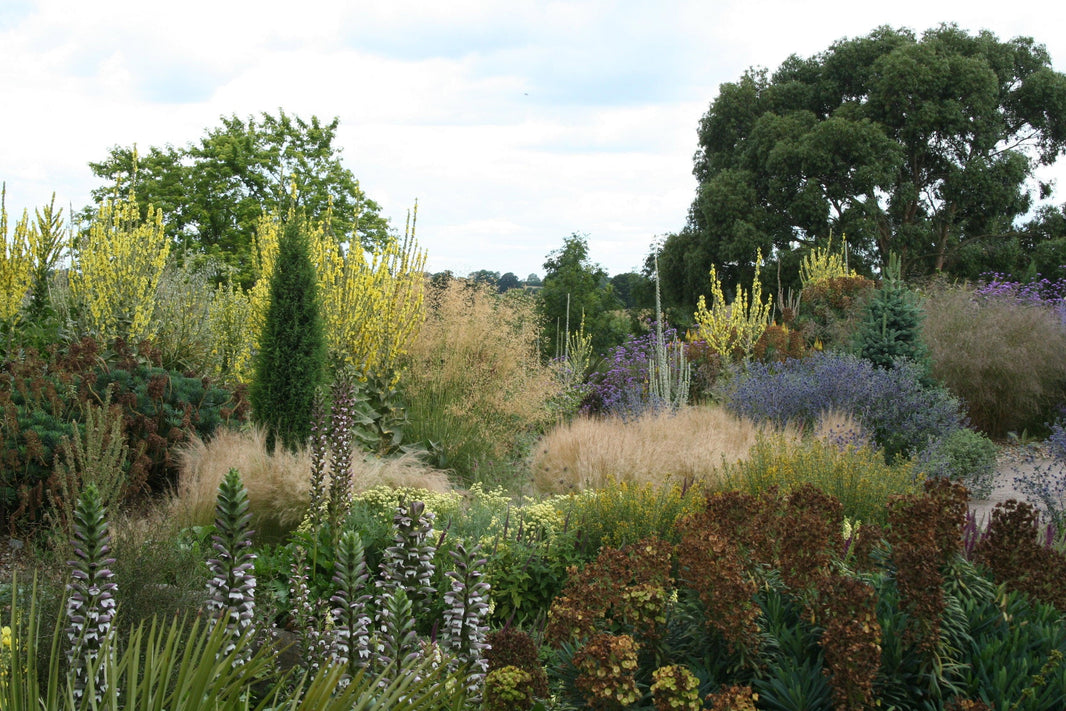Bring back the shrubs; Why have designers gone soft?