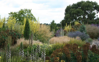 Bring back the shrubs; Why have designers gone soft?