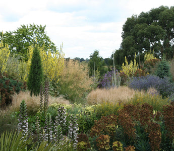 Bring back the shrubs; Why have designers gone soft?