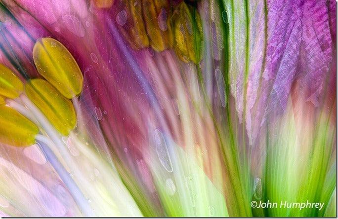 A Cook&rsquo;s Guide to Pressed Flower Photography