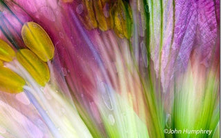 A Cook&rsquo;s Guide to Pressed Flower Photography