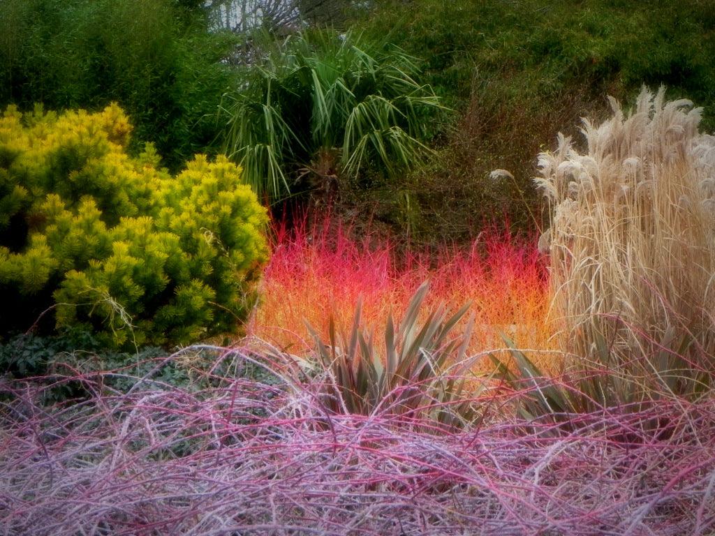 A Walk in the Winter Garden; The Sir Harold Hillier Gardens