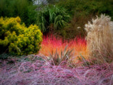 A Walk in the Winter Garden; The Sir Harold Hillier Gardens