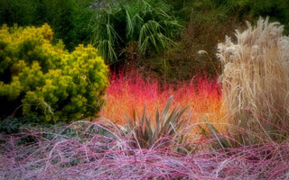 A Walk in the Winter Garden; The Sir Harold Hillier Gardens