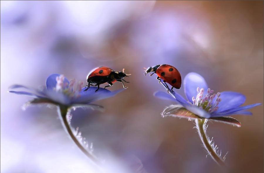 How to Get Better Bokeh