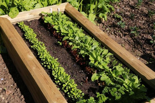 Harvesting early salad crops and show time for raised beds