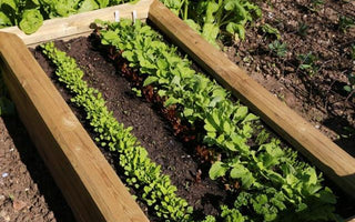 Harvesting early salad crops and show time for raised beds