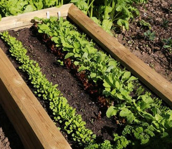 Harvesting early salad crops and show time for raised beds
