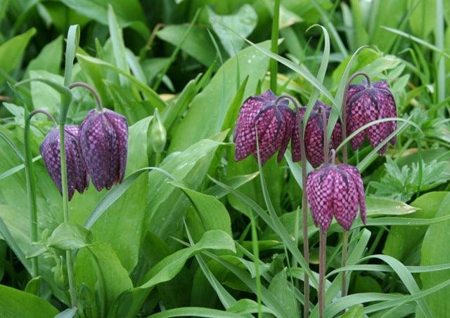 To visit this weekend:  Fritillaria meleagris meadows at Magdalen College, Oxford University, England