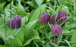 To visit this weekend:  Fritillaria meleagris meadows at Magdalen College, Oxford University, England