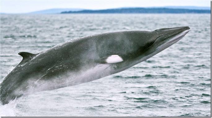 UK/Spanish Whale Watching Trip with David Tipling