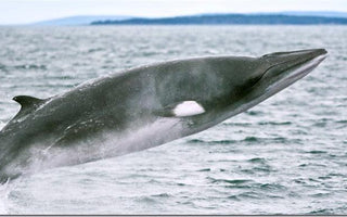 UK/Spanish Whale Watching Trip with David Tipling