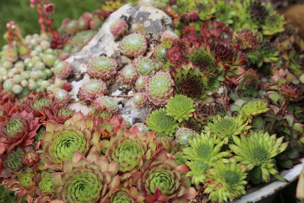 Sempervivums – house leeks; hardy succulents