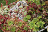 Sempervivums – house leeks; hardy succulents