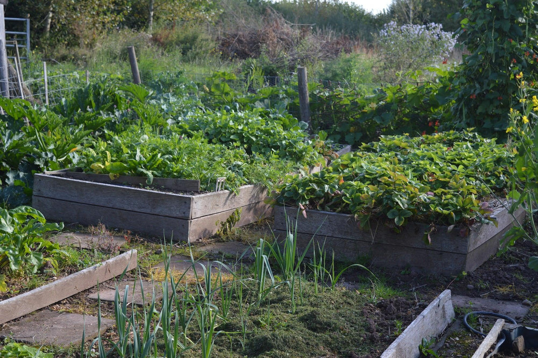 Raised beds - trendy nonsense in the vegetable garden?